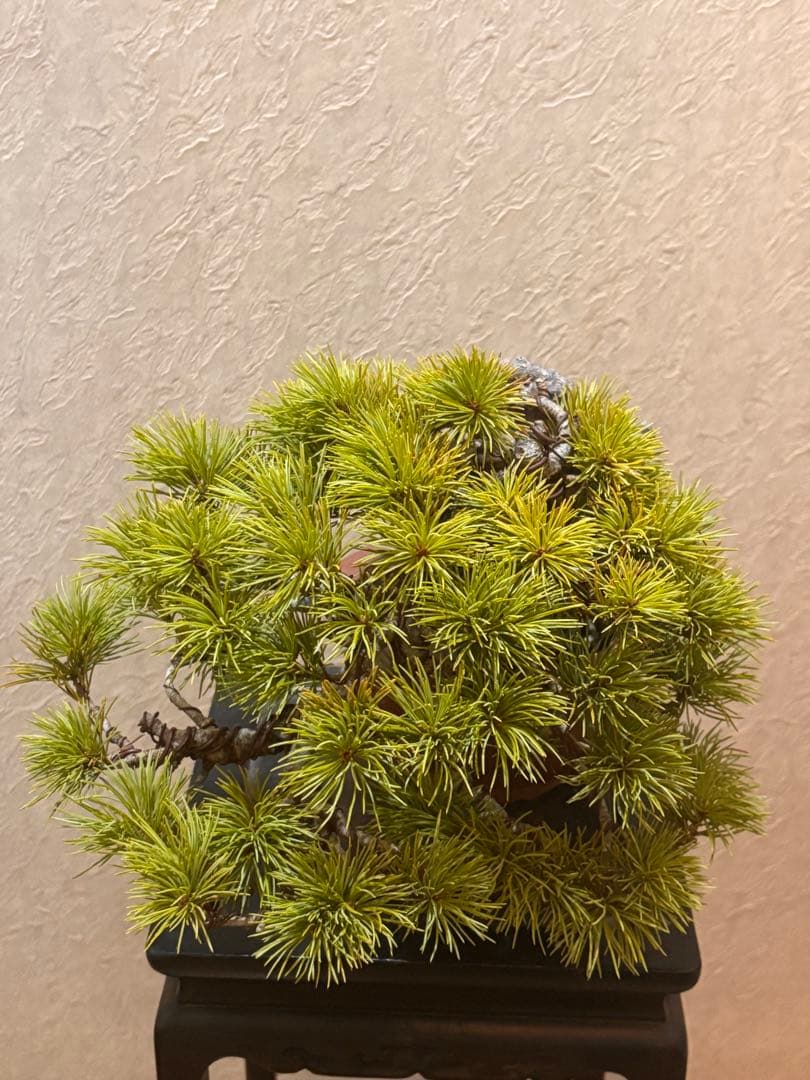 希少激レア！鬼才関野正作　根上がり半懸崖　五葉松　小品　盆栽　黒松　真柏