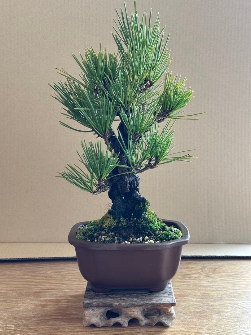 盆栽 小品盆栽 錦松(夢錦)-6
