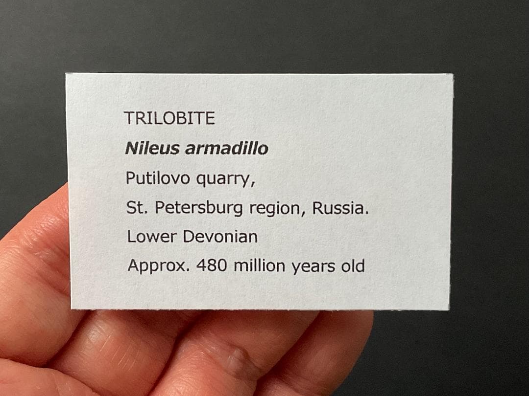 ニレウス アルマジロ [TB70] 三葉虫 化石