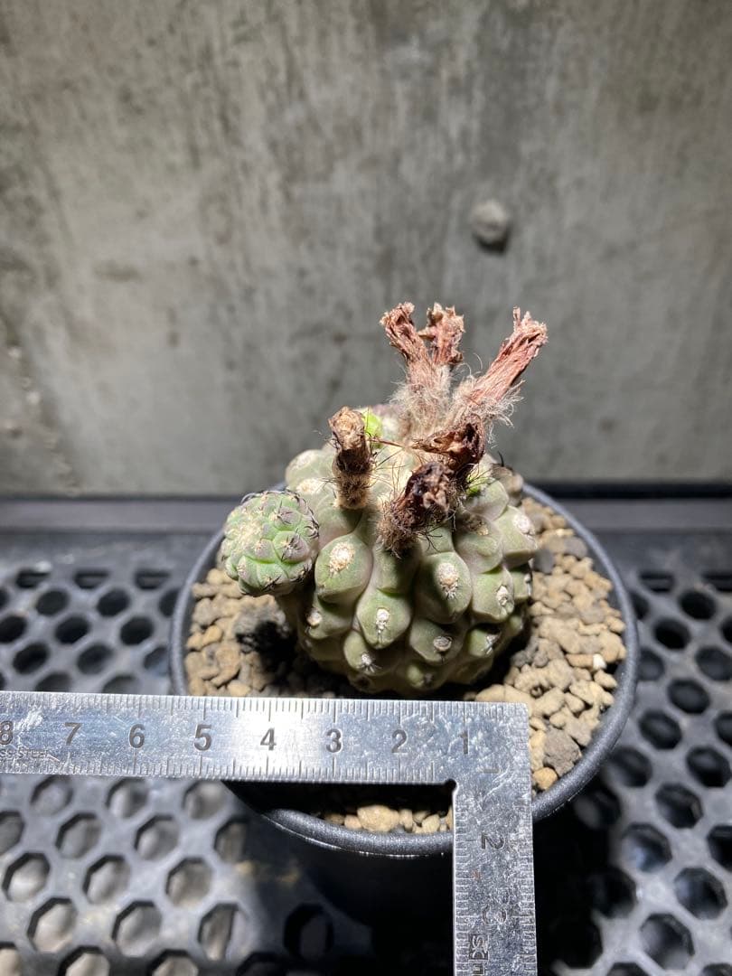 実生10年!!エリオシケ　ナピナ　コピアポア