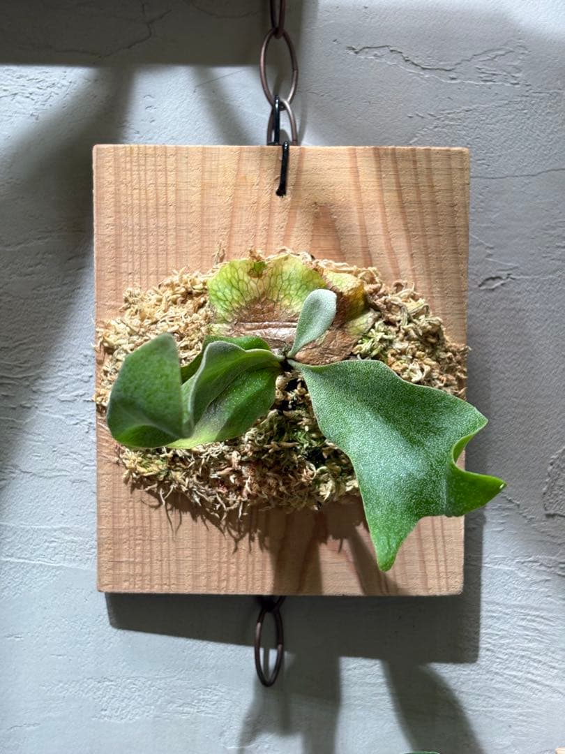 ホワイトギズモ P. 'White Gizmo'OC子株 イ