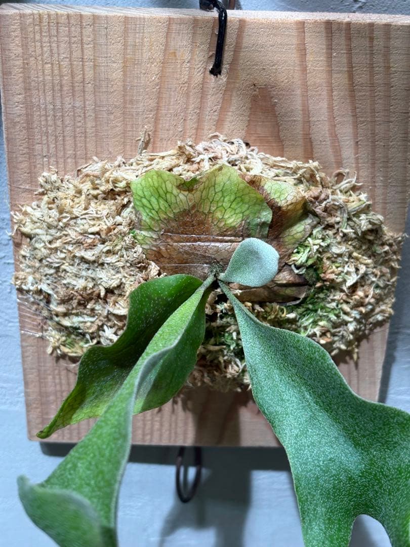 ホワイトギズモ P. 'White Gizmo'OC子株 イ