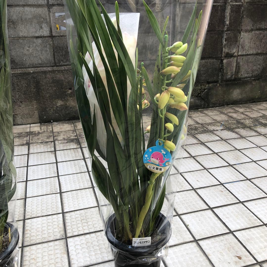 まみつわん