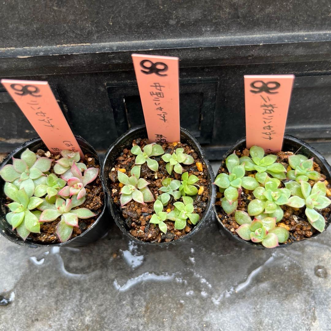 M*i様 2025実生苗セットt❤️　4センチポット