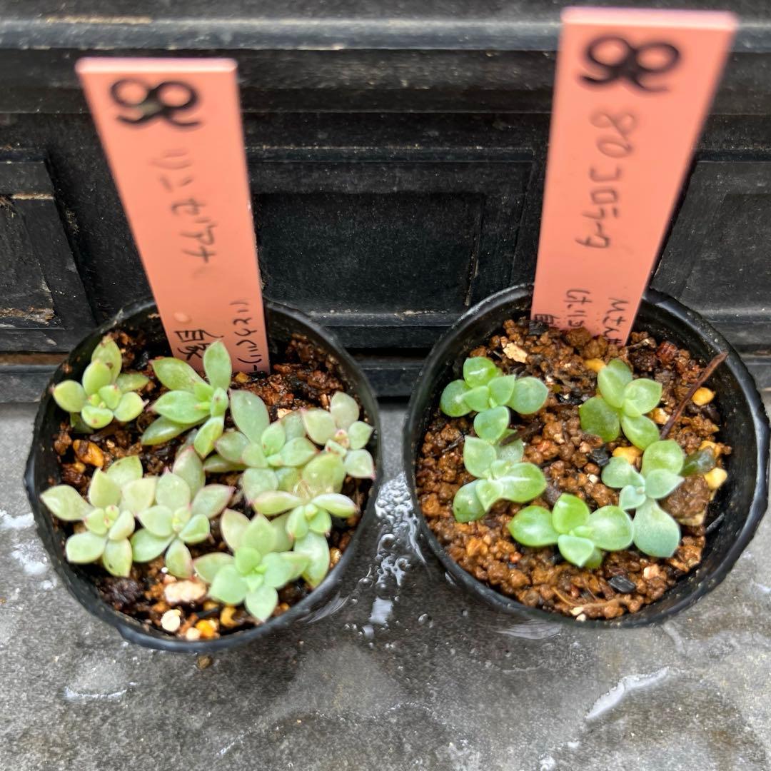 M*i様 2025実生苗セットt❤️　4センチポット