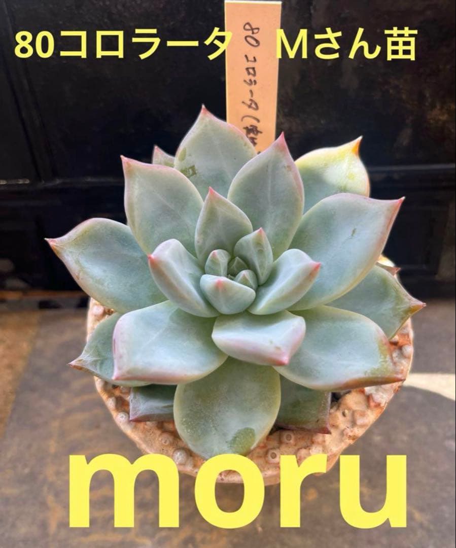 M*i様 2025実生苗セットt❤️　4センチポット