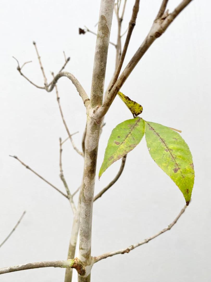 アオダモ　株立ち　/896 着払い品