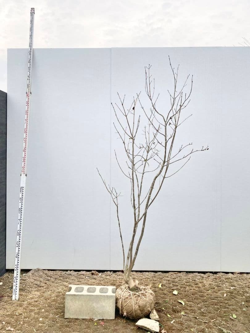 アオダモ　株立ち　/896 着払い品