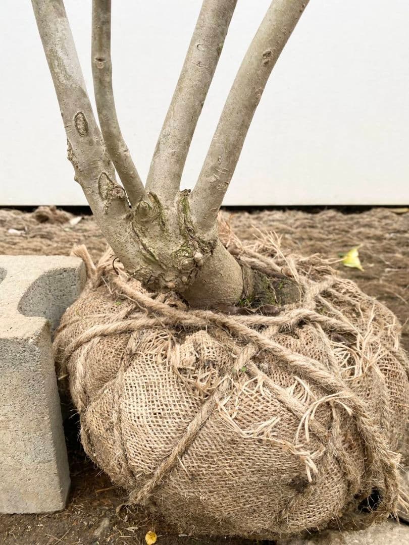 アオダモ　株立ち　/896 着払い品