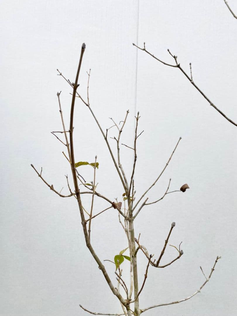 アオダモ　株立ち　/896 着払い品