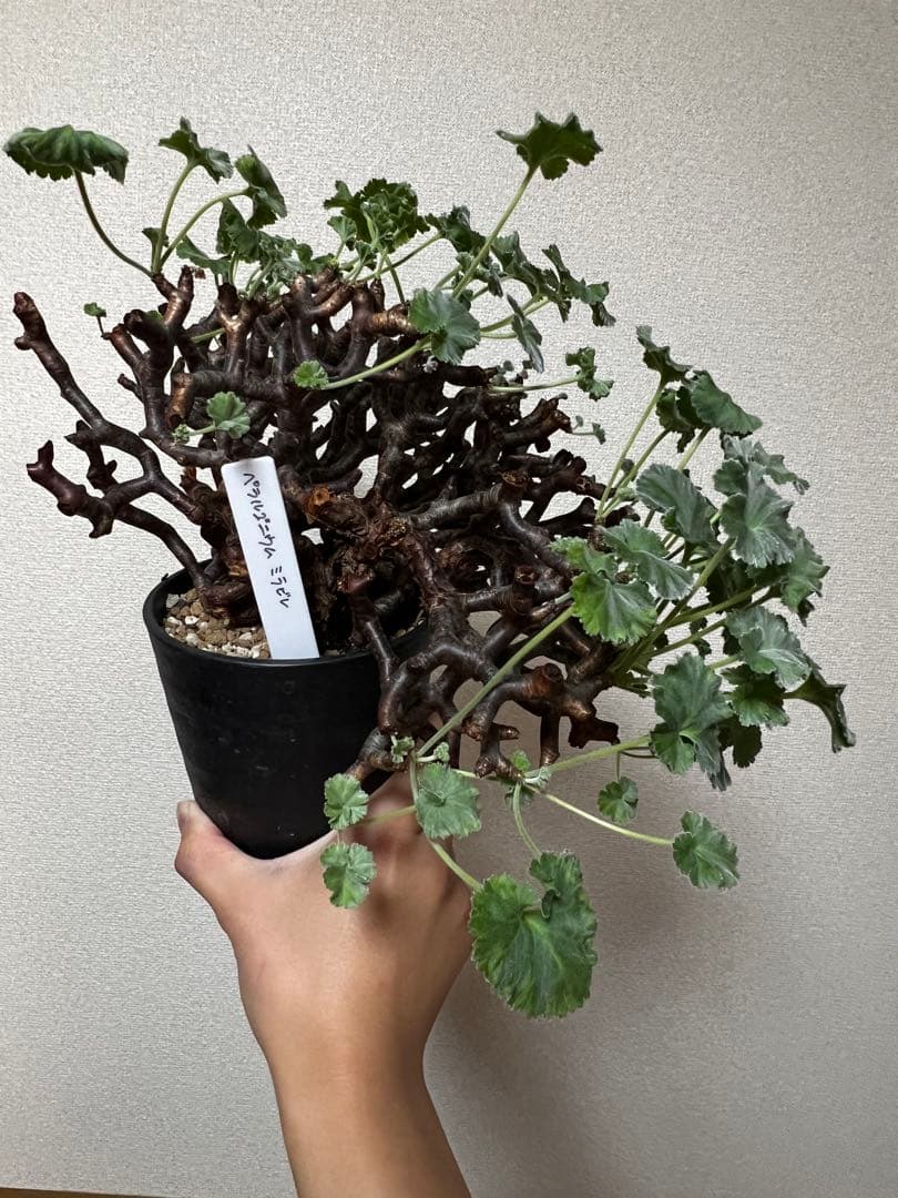 ペラルゴニウムミラビレ 大株