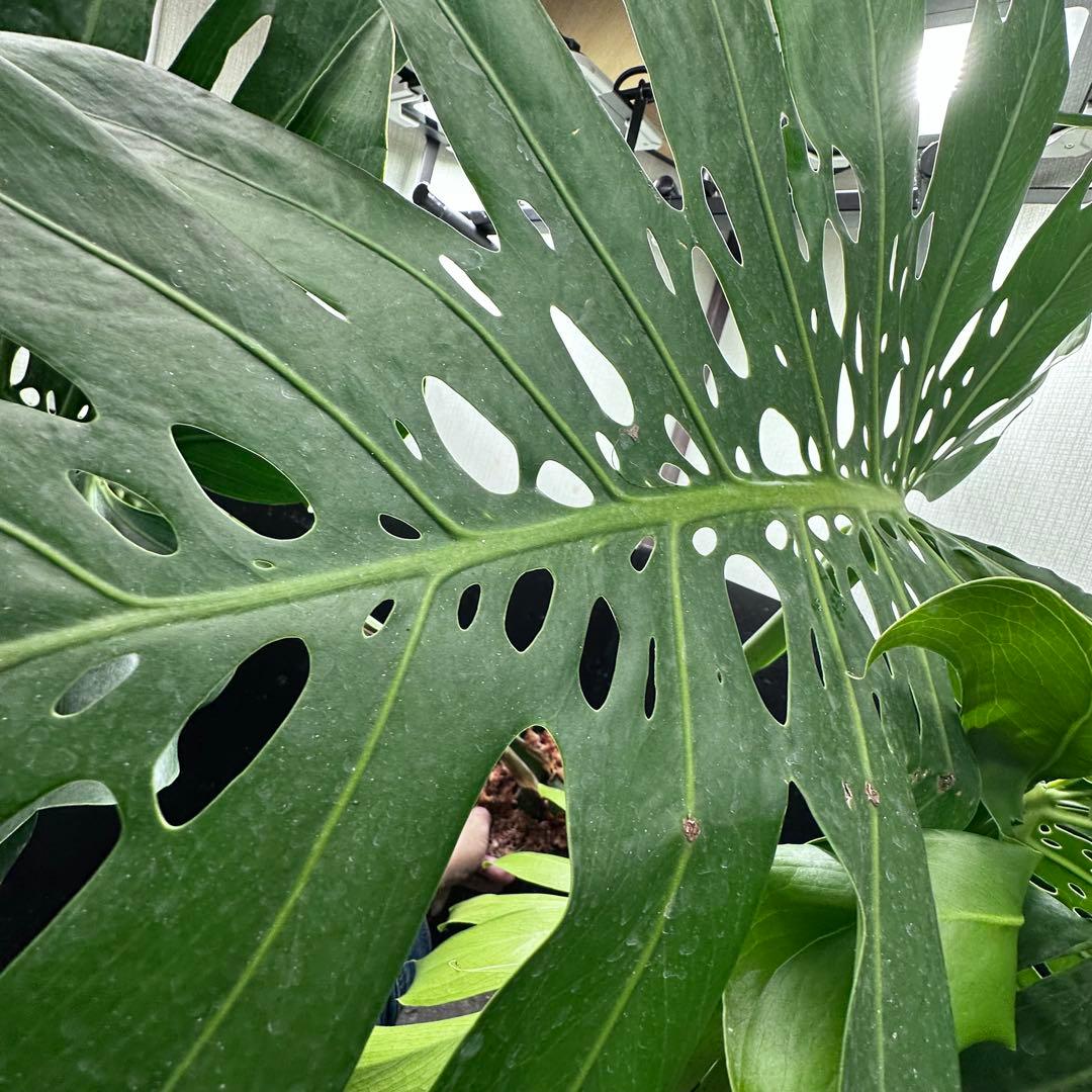 g*n様 モンステラデリシオーサマクロコズム超希少系統鉢植え105㎝