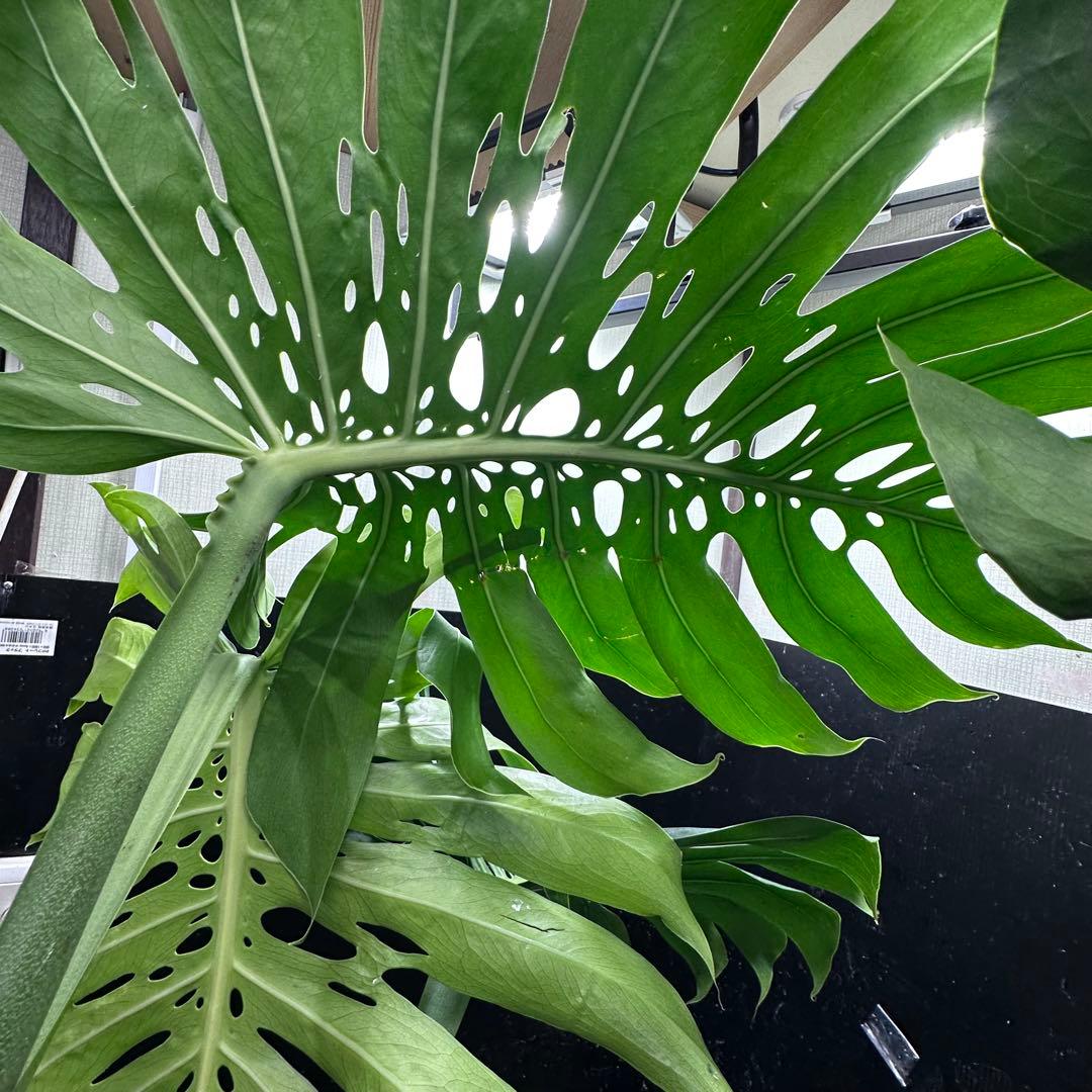 g*n様 モンステラデリシオーサマクロコズム超希少系統鉢植え105㎝