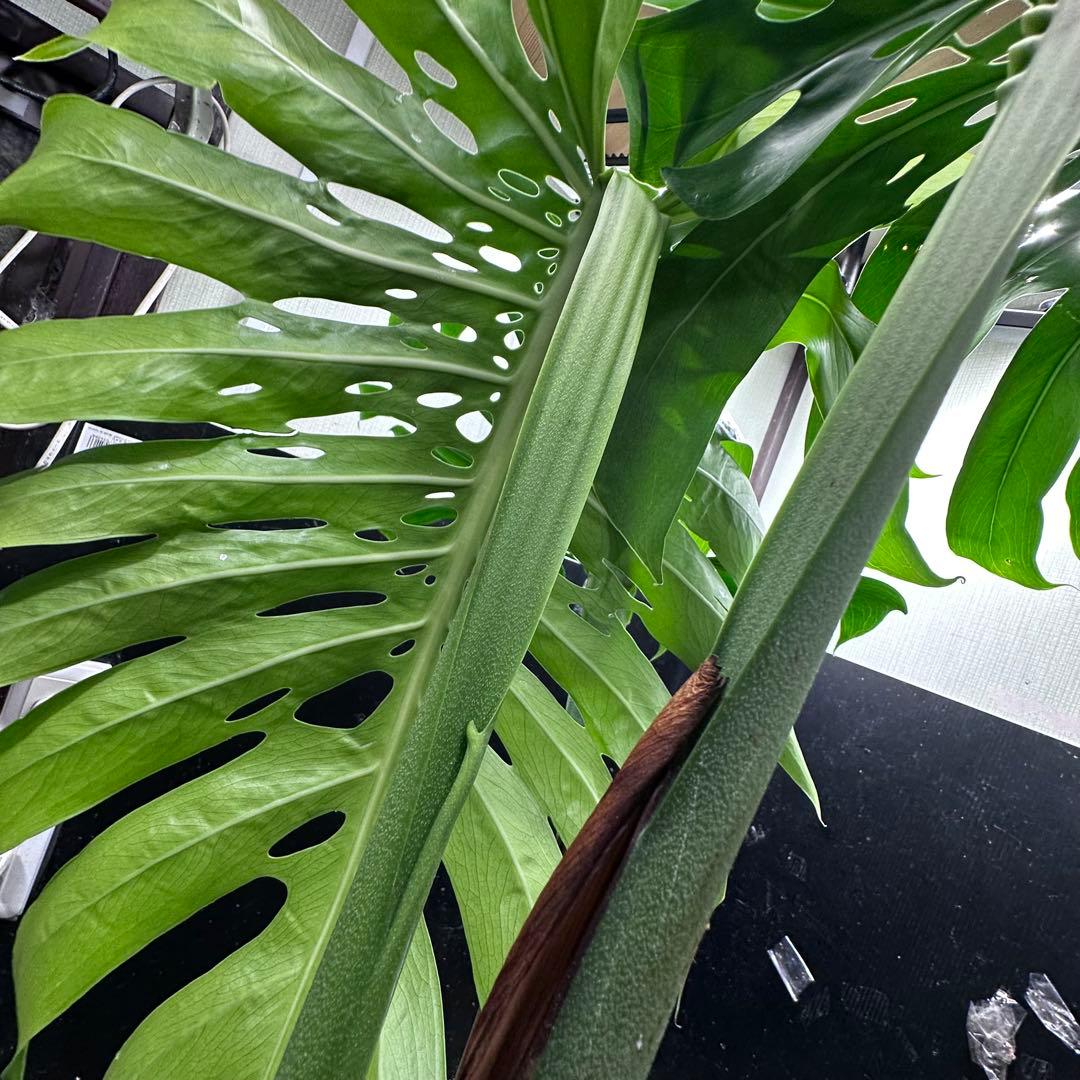 g*n様 モンステラデリシオーサマクロコズム超希少系統鉢植え105㎝
