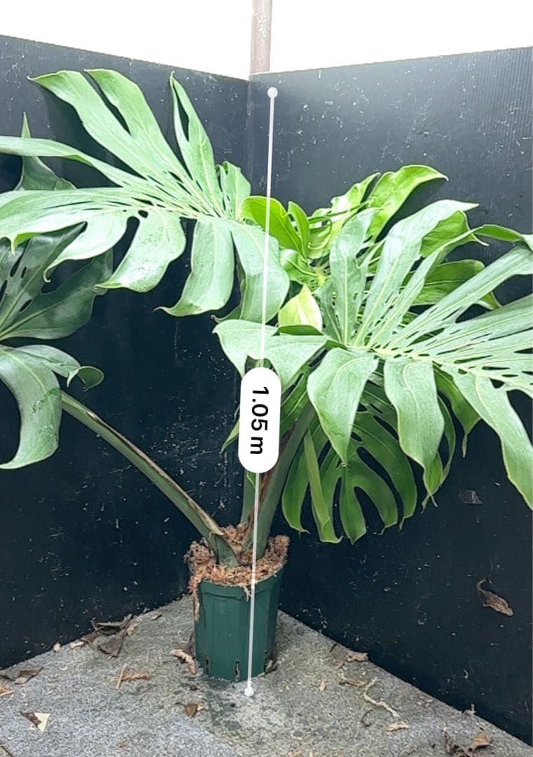 g*n様 モンステラデリシオーサマクロコズム超希少系統鉢植え105㎝