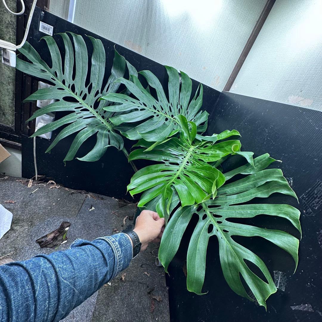 g*n様 モンステラデリシオーサマクロコズム超希少系統鉢植え105㎝