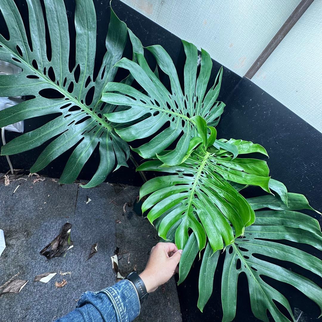 g*n様 モンステラデリシオーサマクロコズム超希少系統鉢植え105㎝
