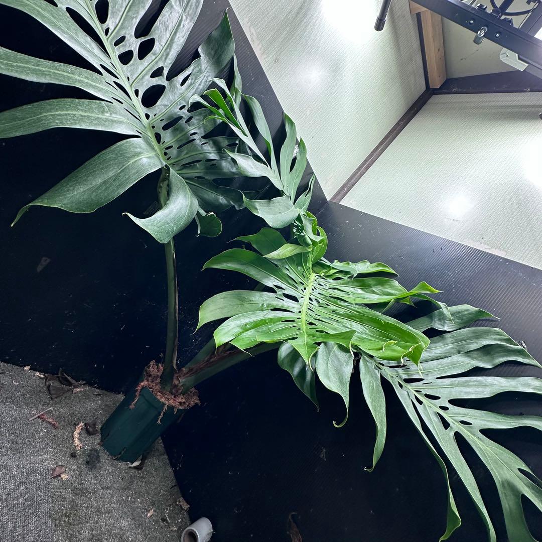g*n様 モンステラデリシオーサマクロコズム超希少系統鉢植え105㎝