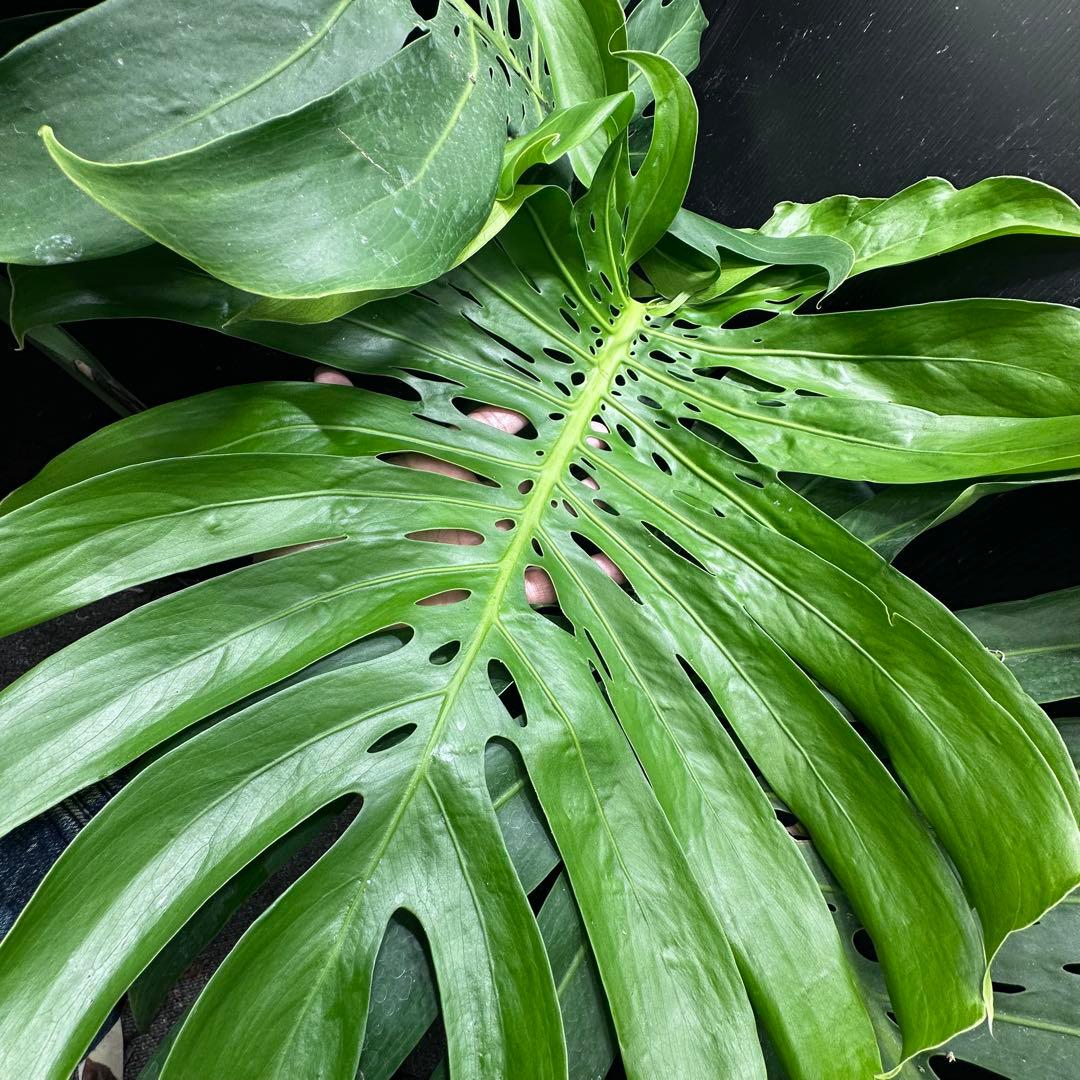 g*n様 モンステラデリシオーサマクロコズム超希少系統鉢植え105㎝