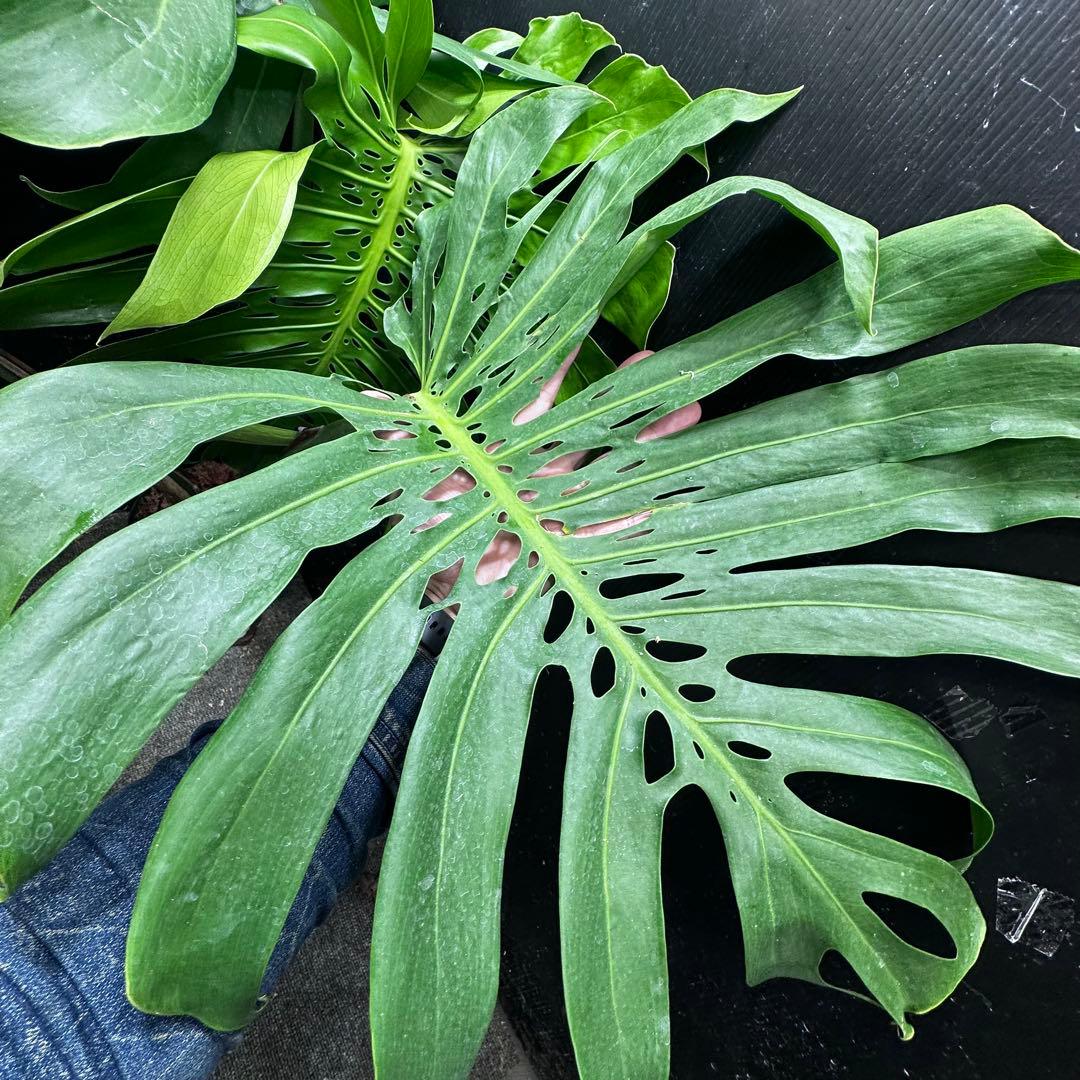 g*n様 モンステラデリシオーサマクロコズム超希少系統鉢植え105㎝