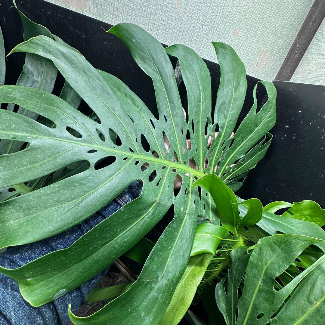 g*n様 モンステラデリシオーサマクロコズム超希少系統鉢植え105㎝