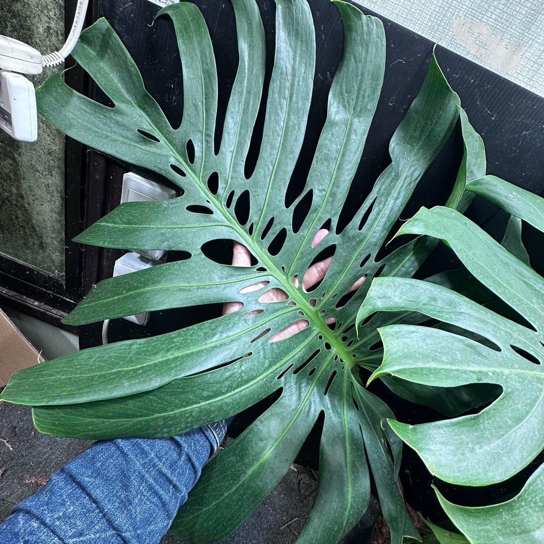 g*n様 モンステラデリシオーサマクロコズム超希少系統鉢植え105㎝