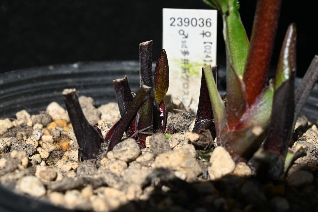 クリスマスローズ　sd小輪レッドソフトカップ咲き　加藤農園