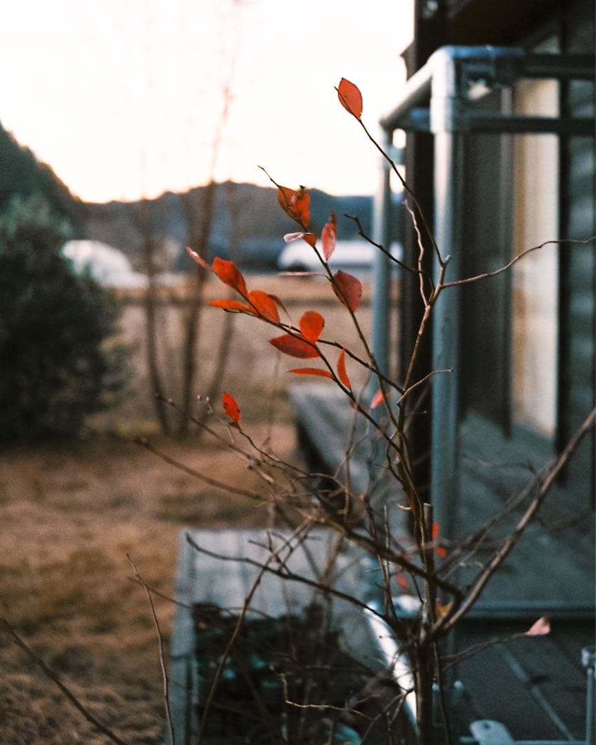 rollei 35 made in germany ドイツ製 作例付き