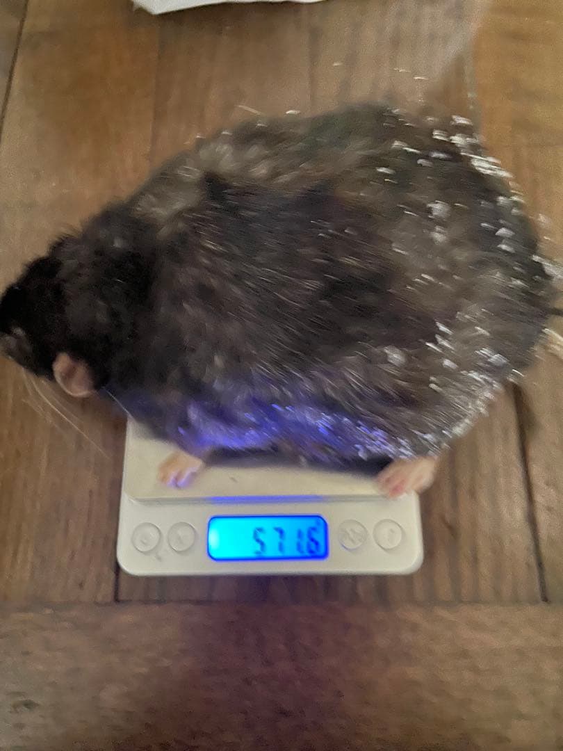 冷凍ラットマウス 20匹