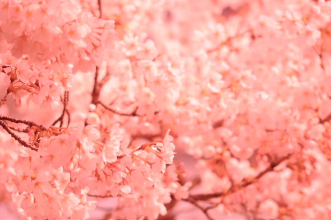 Nikon D90 レンズセット