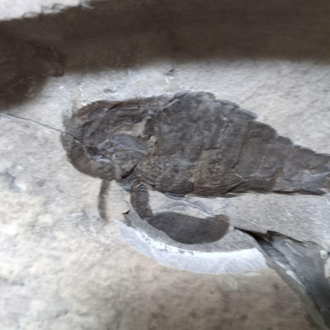 （希少）ウミサソリの化石 【2800ｇ】アメリカ・ニューヨーク州産