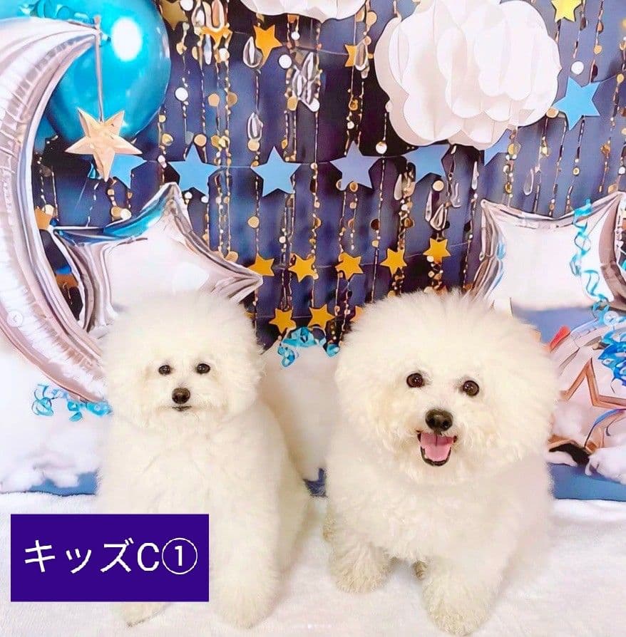 背景布×7+1　ペット撮影用ブース　トリミングチョーカー販売中　　夏　秋　お正月