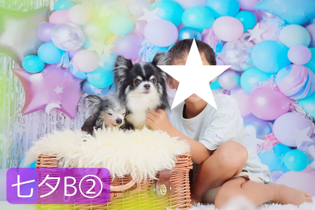 背景布×7+1　ペット撮影用ブース　トリミングチョーカー販売中　　夏　秋　お正月