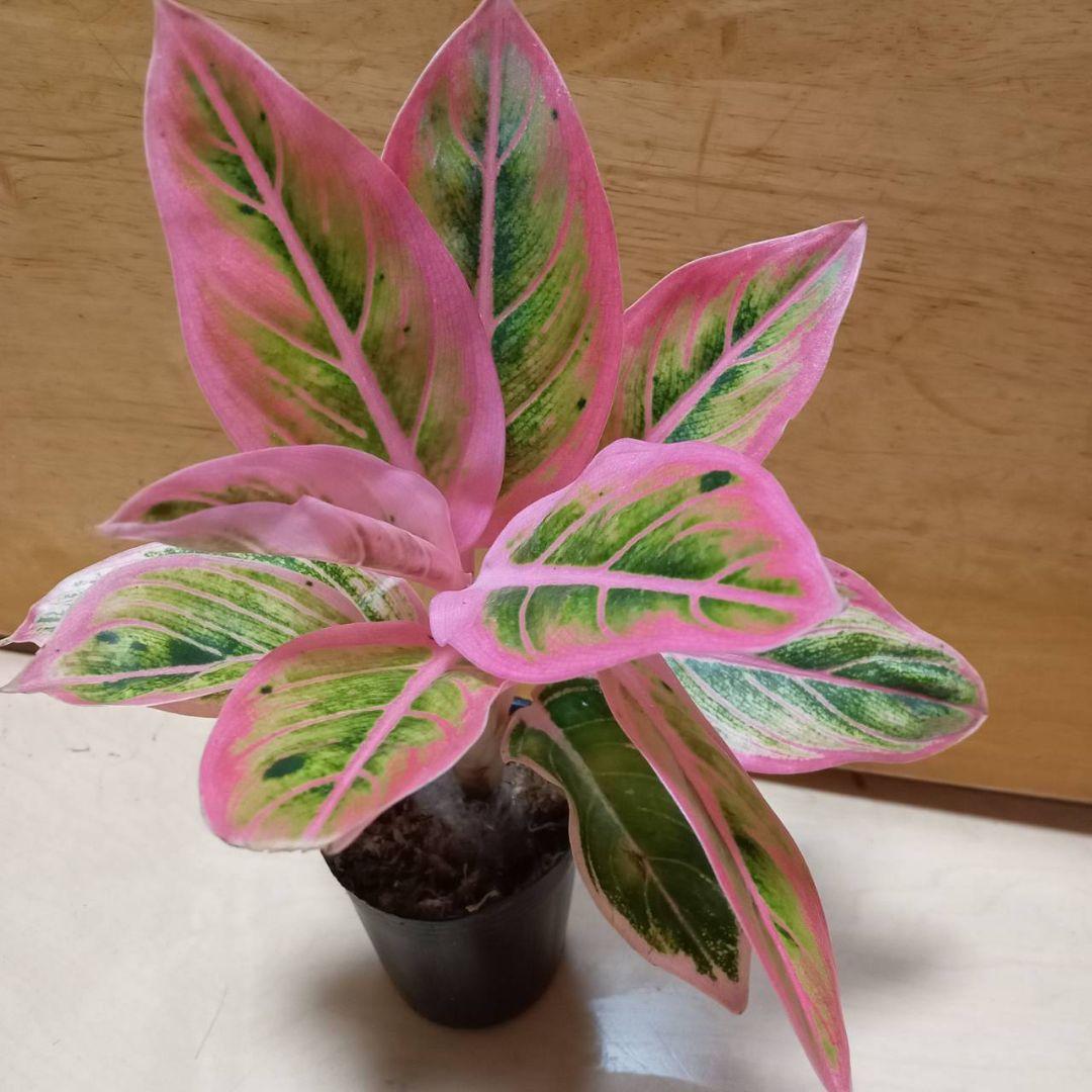 アグラオネマ　ロータス　デライト　観葉植物