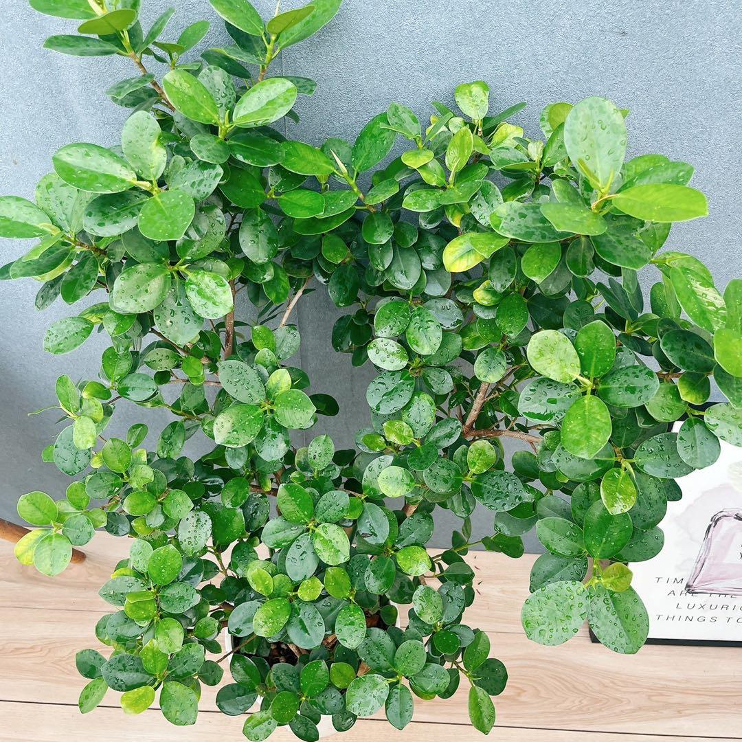 ［現品］【希少】12番　パンダガジュマル　8号　観葉植物　室内　レア　多幸の木