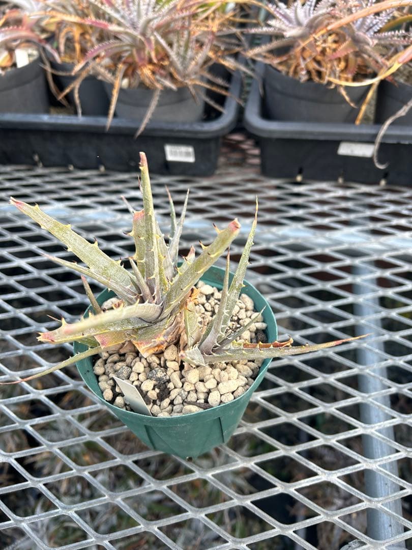 子株付き DBディッキア Dyckia beateae hybrid #227