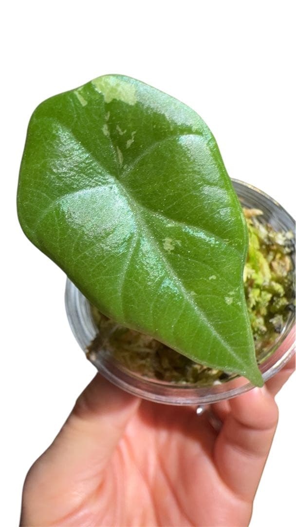 Maharani albo マハラニアルボ