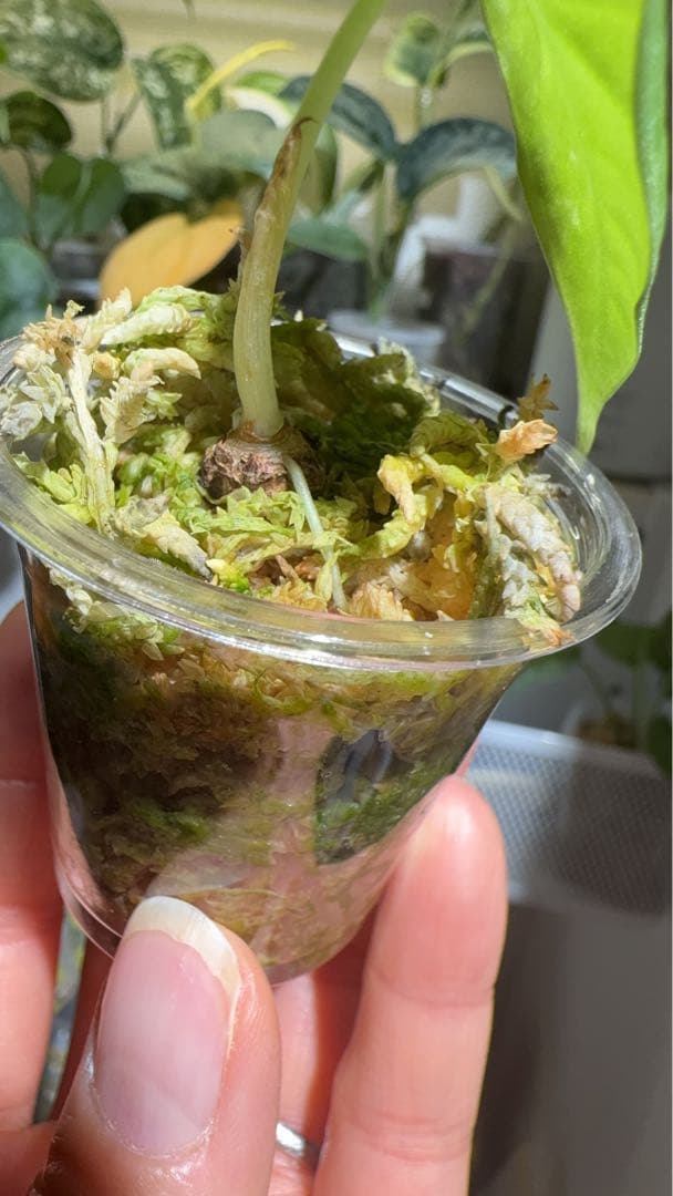 Maharani albo マハラニアルボ