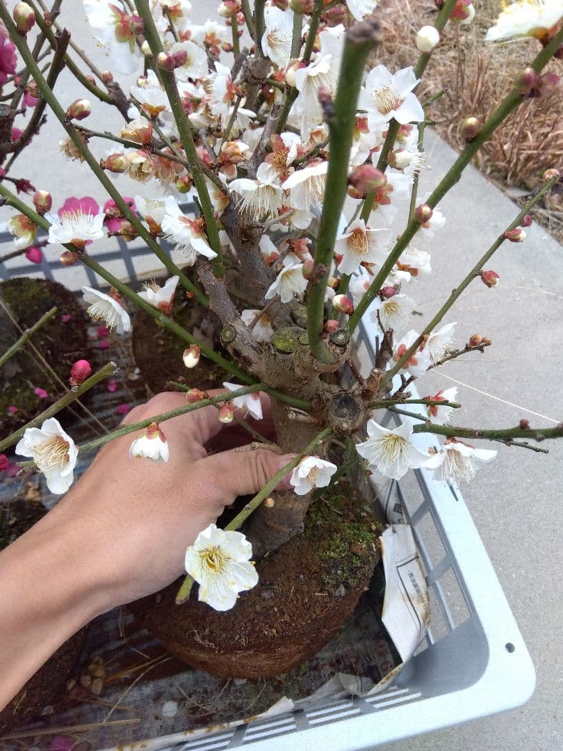 梅　盆栽　6株　破格セール❗ ②