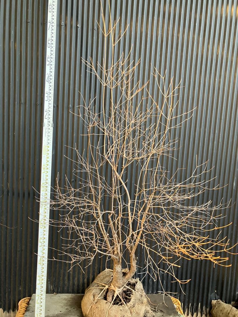 古木　山採り　ドウダンツツジ