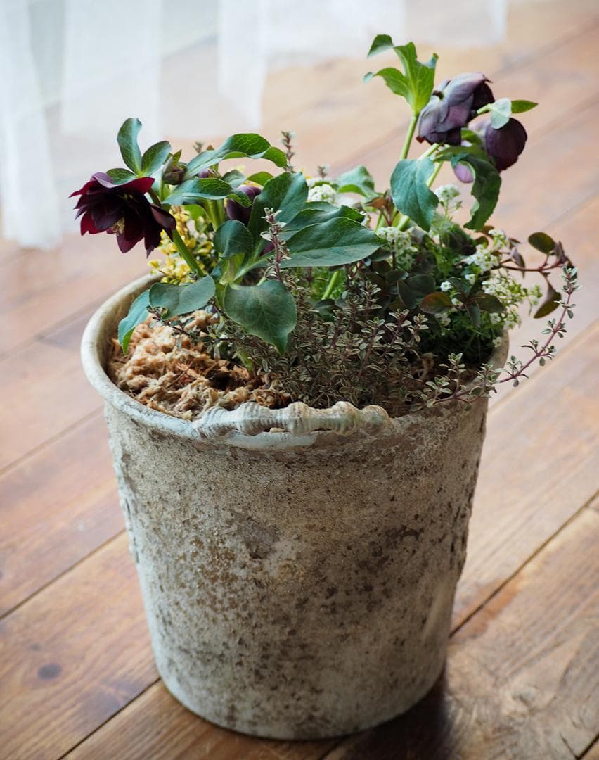 【最終お値下】クリスマスローズのシックな寄せ植え