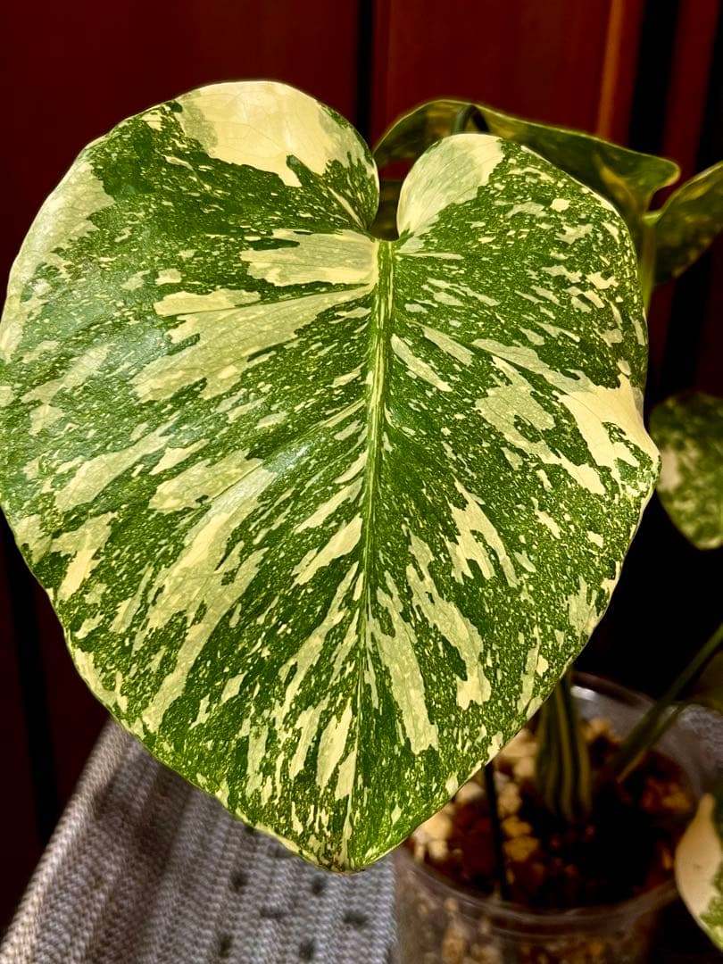 斑入りモンステラデリショーサホワイトスノー