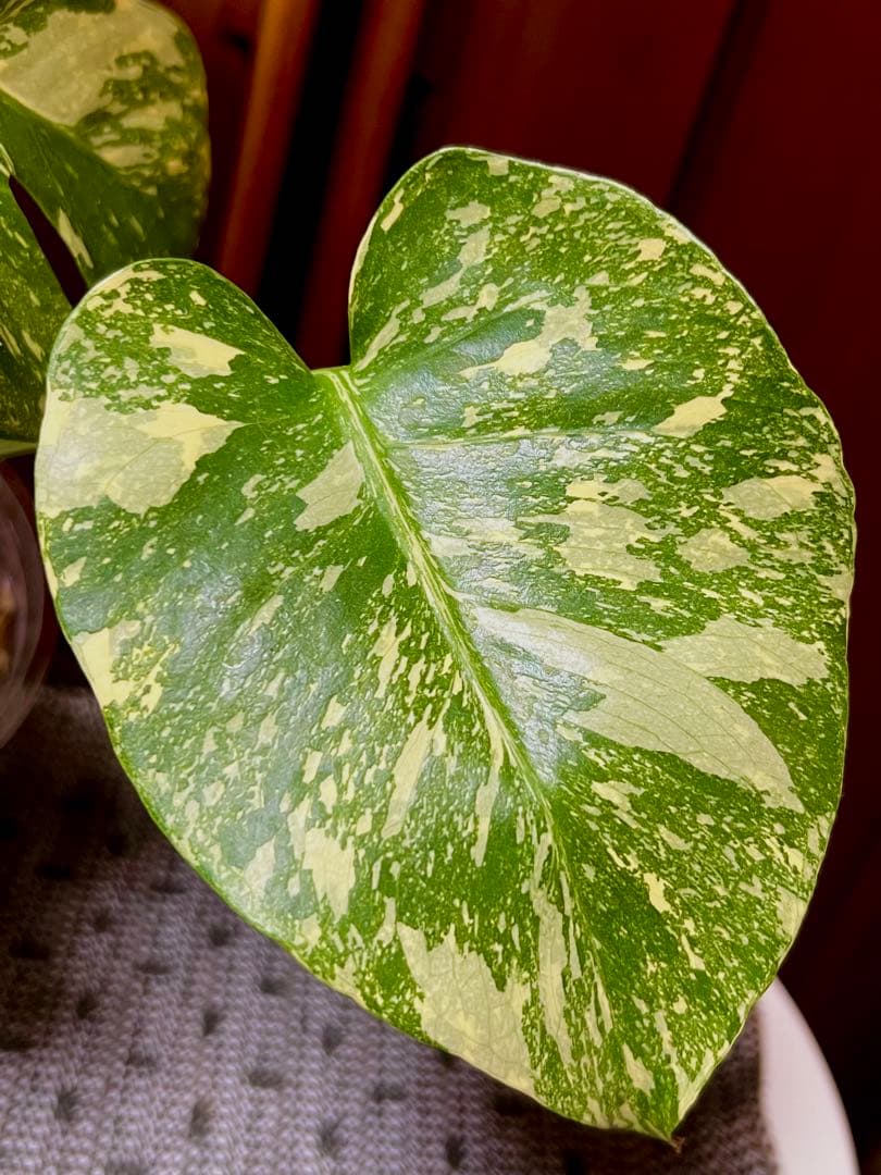 斑入りモンステラデリショーサホワイトスノー