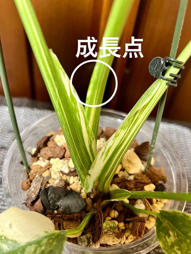 斑入りモンステラデリショーサホワイトスノー