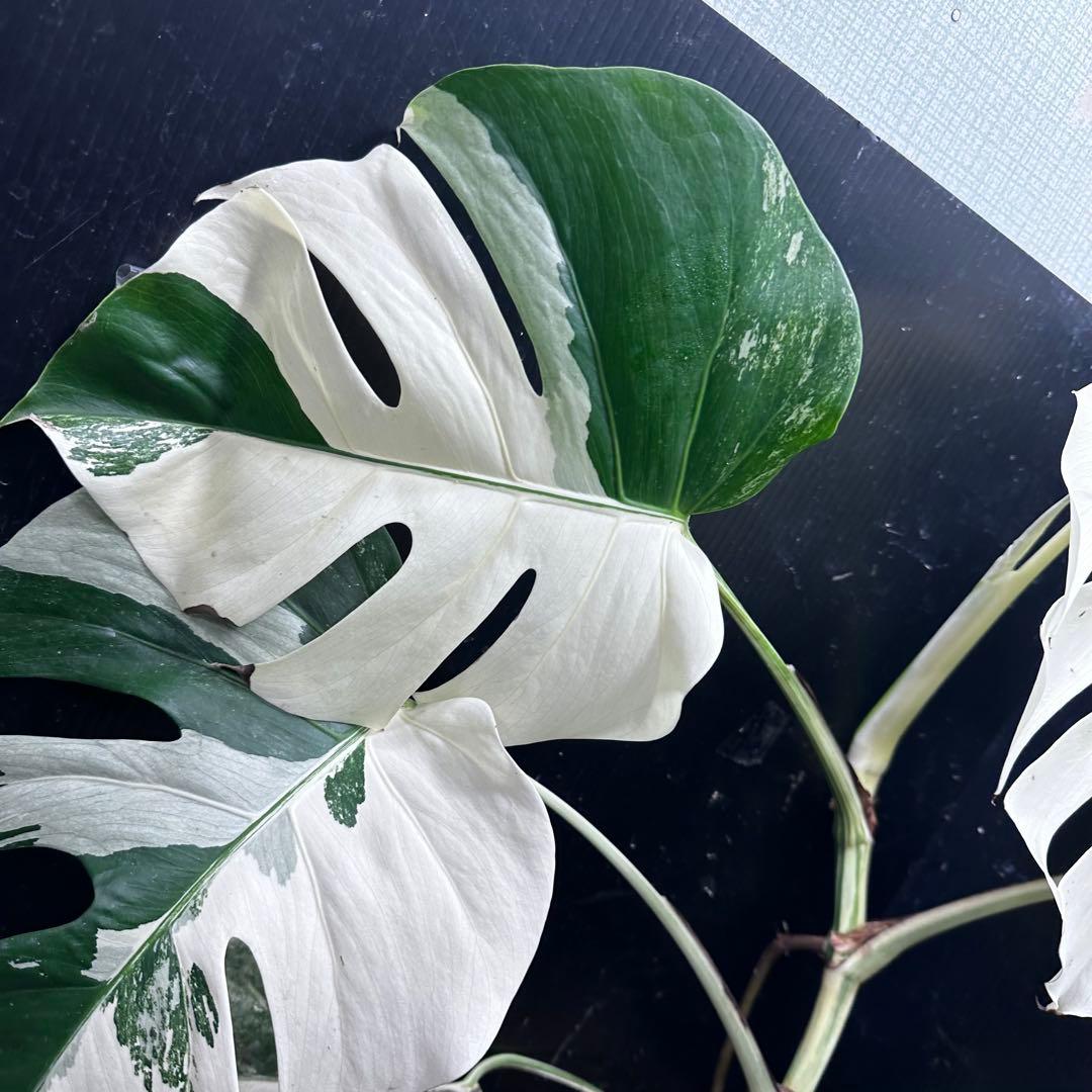 葛*湯様 斑入りモンステラ ホワイトタイガー極美大株59cm白斑多