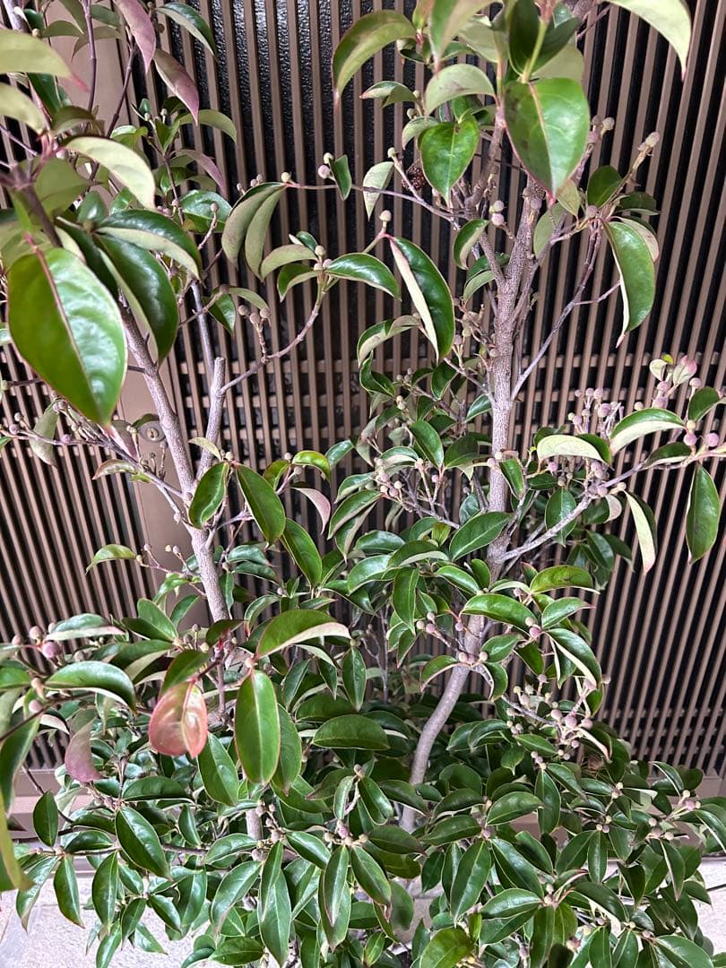 逸品　常緑ヤマボウシ　月光　本株立ち　花芽たっぷり