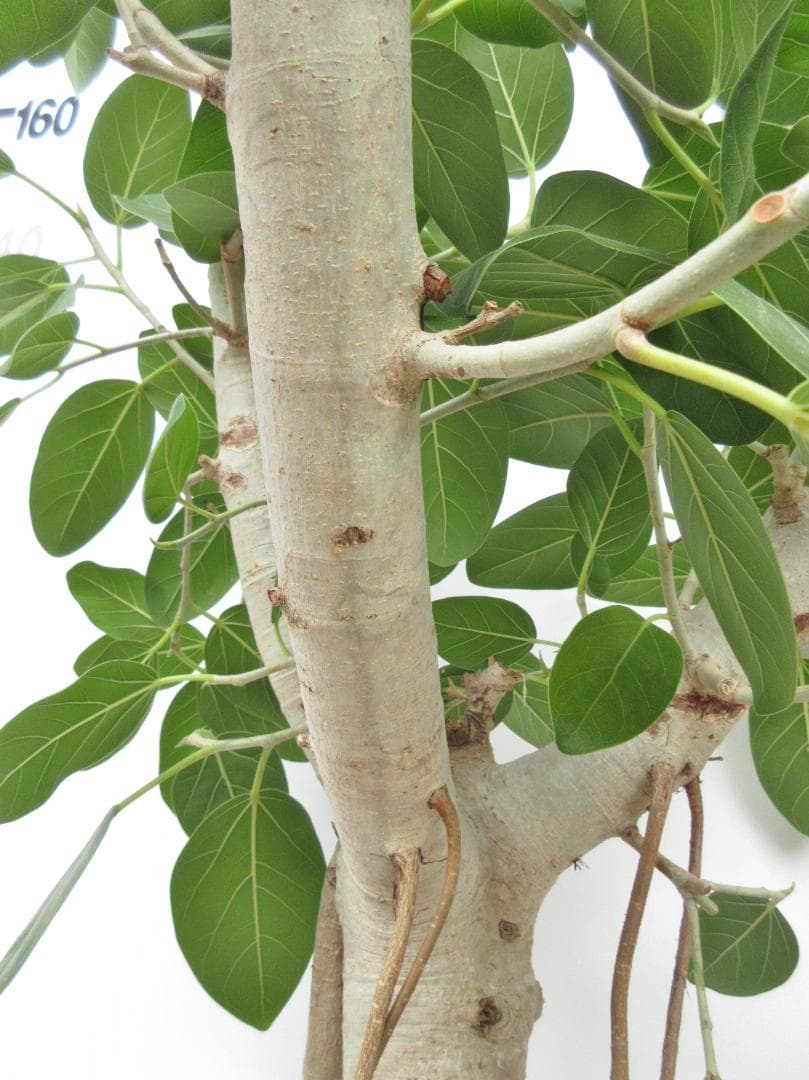 京都での手渡しのみ　ベンガルゴム10号　約180cm　現品販売　近畿はお届けも可