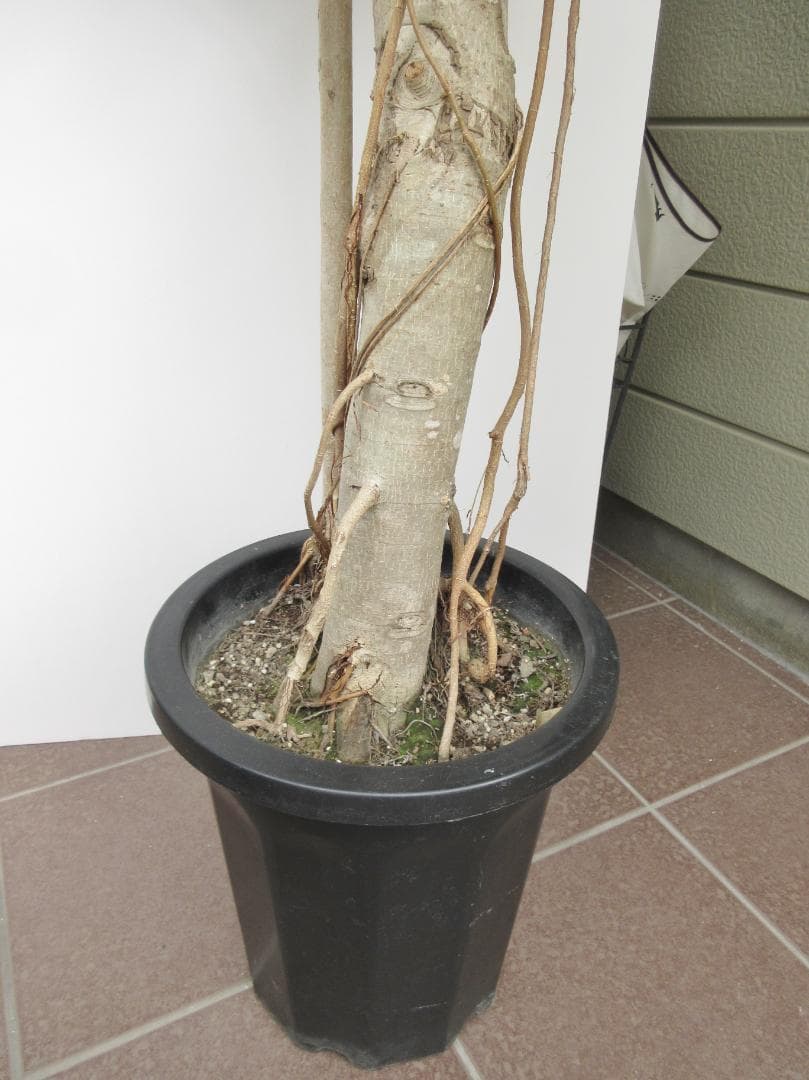 京都での手渡しのみ　ベンガルゴム10号　約180cm　現品販売　近畿はお届けも可