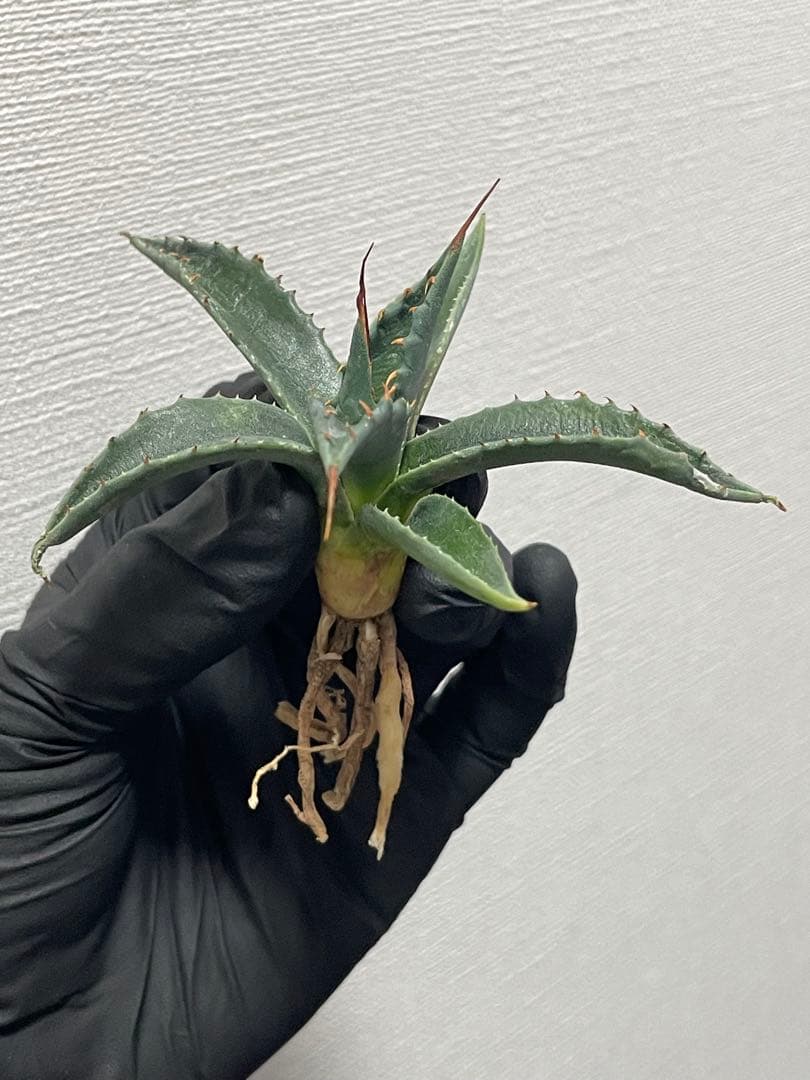 ジェレミー産Hidden Agaveアガベ エボリスピナ×モンタナ ハイブリッド