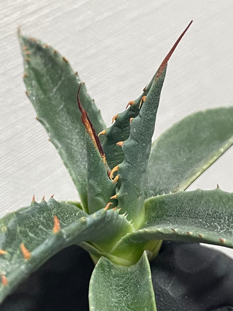 ジェレミー産Hidden Agaveアガベ エボリスピナ×モンタナ ハイブリッド